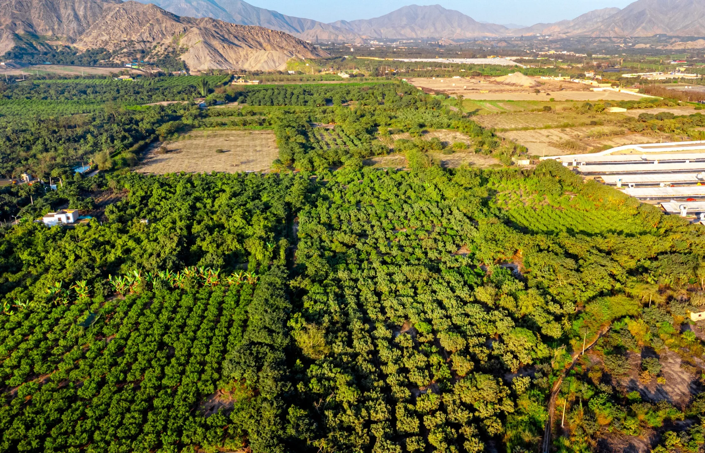 Vista aérea del valle verde de Huaral, con plantaciones y cerros al fondo