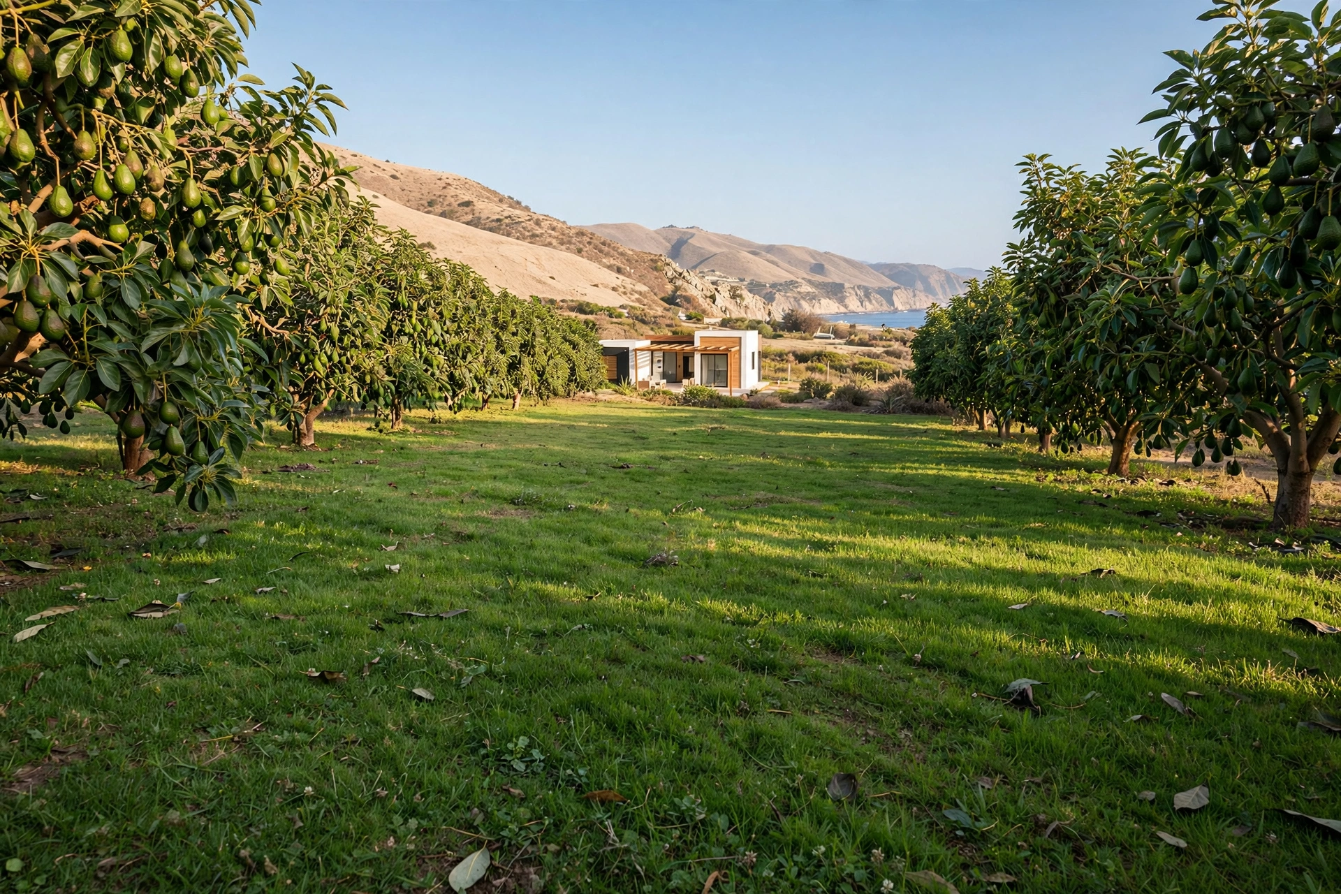 Lote de 500 m² entre árboles de palta con casa de campo